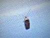 Agonopterix purpurea